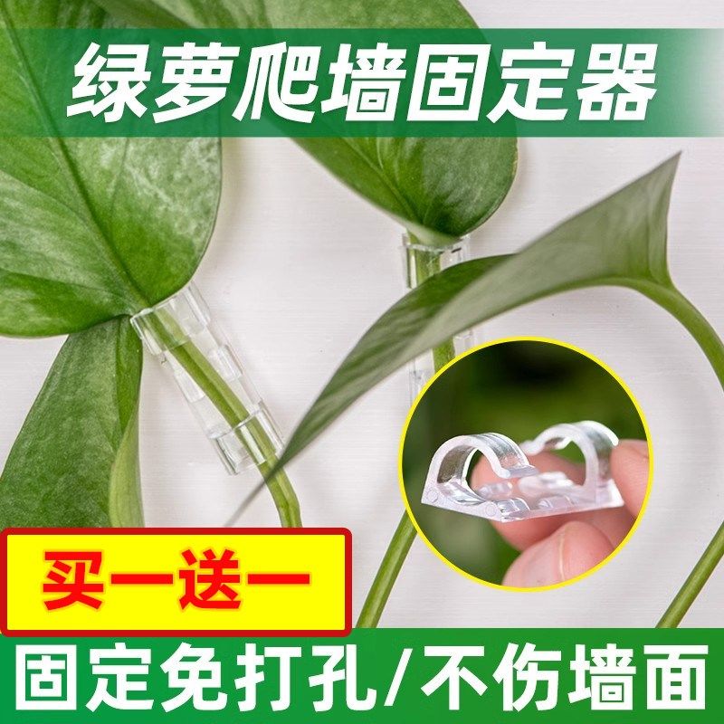 速发绿箩爬墙神器植萝固定器绿绿攀爬夹子无痕卡挂钩强植粘爬藤力
