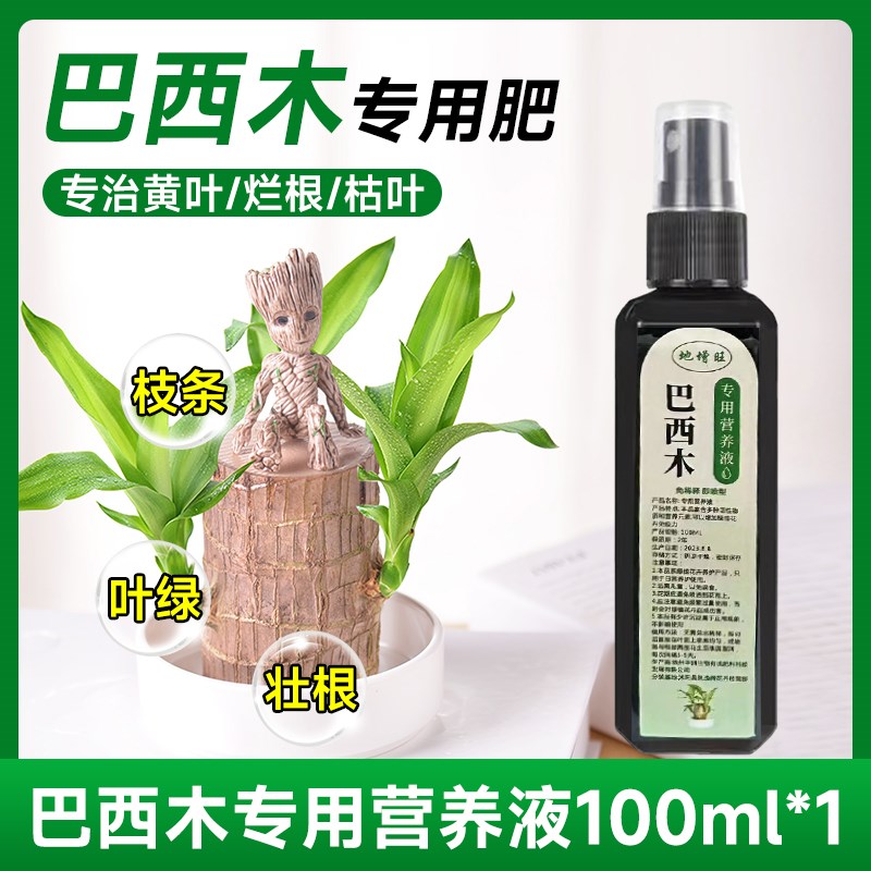 速发木水养幸运木开花格鲁特盆栽室内桌面水培绿植物小盆栽办公