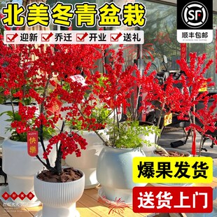 速发花美冬青盆栽带红果子真北蛇年耐寒年宵花乔绿客厅花卉迁植物