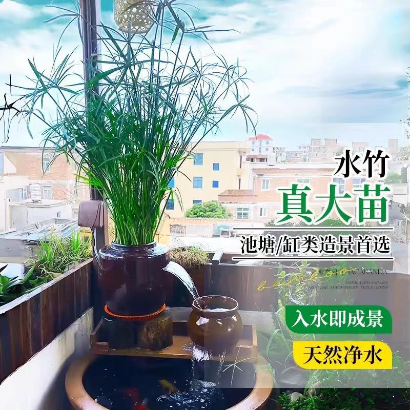 速发水竹水培植物水绿旱风车草带根养鱼鱼缸蒲伞曹室内菖植盆栽水