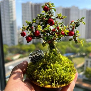 白花荀子盆景阳台客厅微景观珍珠荀子小品精品盆景素材一物一拍