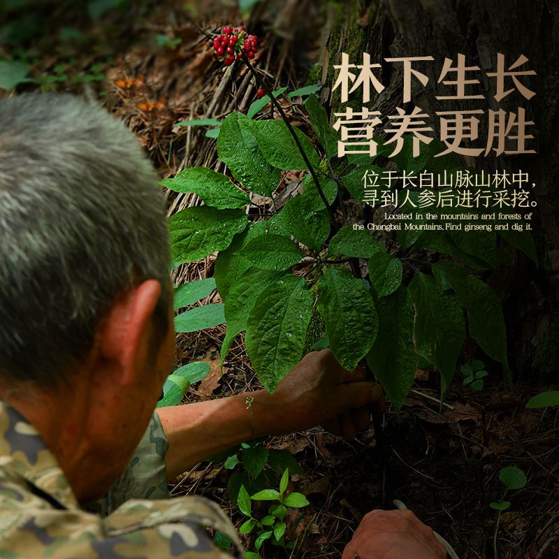 镇店之宝现挖鲜人参高年份长白山林下鲜参特大炖汤泡酒仿野生山参