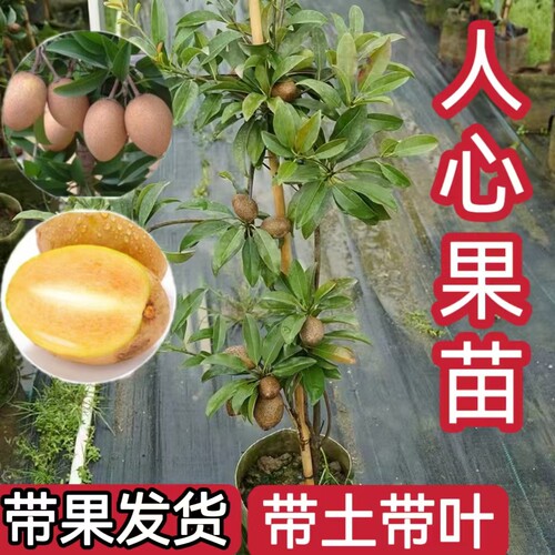 带果发货人心果人心果树苗