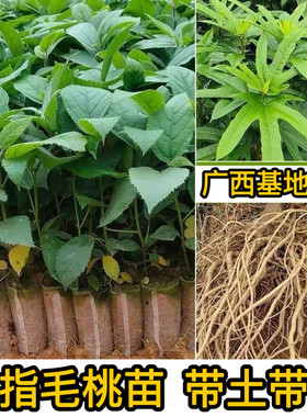 五指毛桃苗中药材广西五指毛桃苗