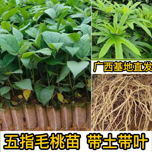 五指毛桃苗中药材广西五指毛桃苗