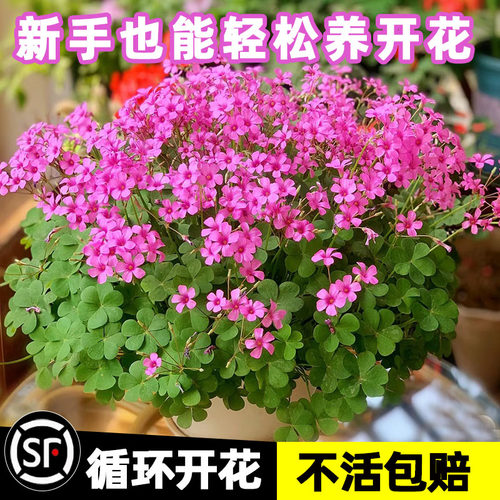 酢浆草紫叶红花多年生早花种球盆栽阳台耐热耐寒多年生花卉植物