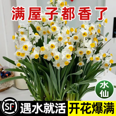 浓香型水仙花重瓣种球室内阳台客厅水培植物花卉盆栽好养易活耐寒