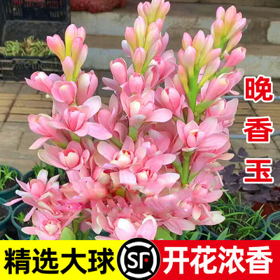 浓香型晚香玉重瓣种球多年生庭院阳台室内花卉植物盆栽耐寒耐热