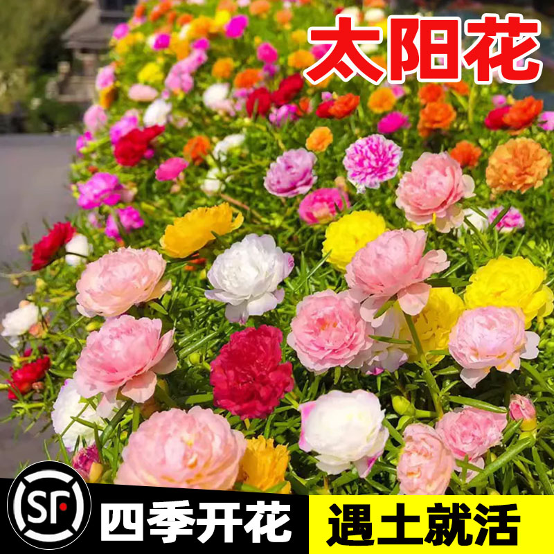 重瓣太阳花种孑耐热耐寒开花花卉室内外观花卉植物花籽四季播种