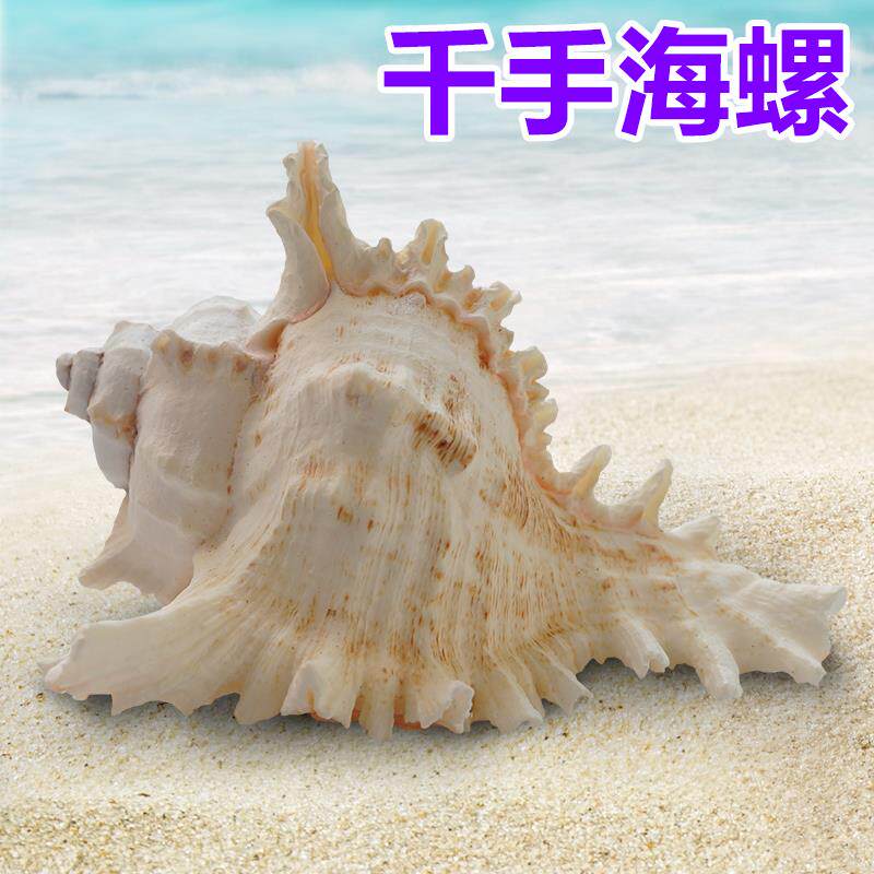 海螺贝壳海星 地台鱼缸造景装饰寄居蟹打孔千手海螺鱼缸海水布景