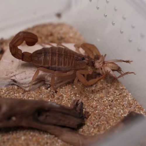 天然河沙蝎子垫材造景陆龟爬宠沙垫材鬃狮蜥蜴守宫用品爬宠垫料