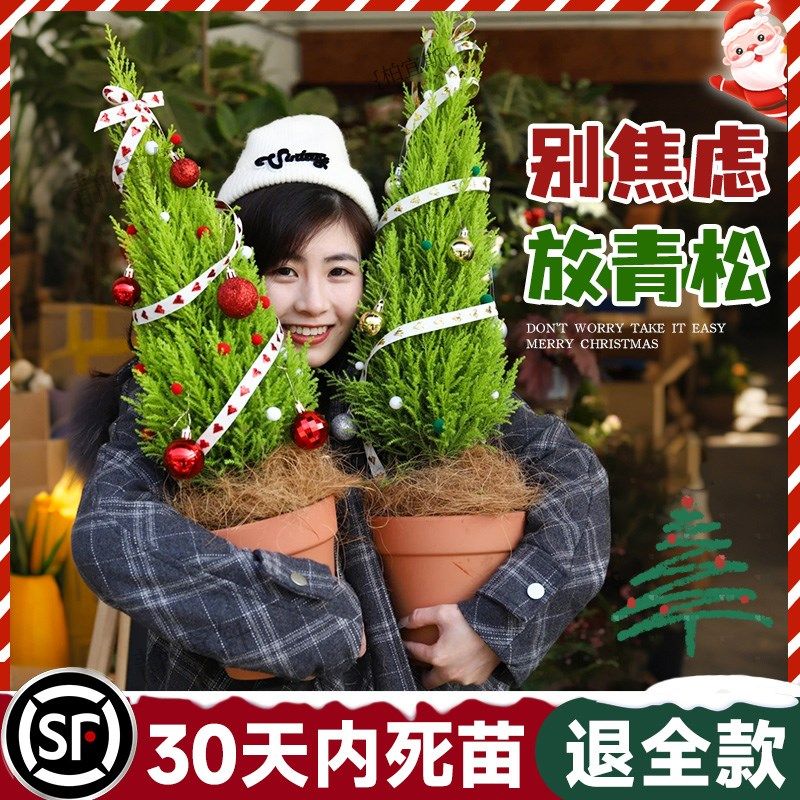 速发香松盆厅放轻松香冠柏桌面绿植内栽室客摆件好养圣诞树惊喜小