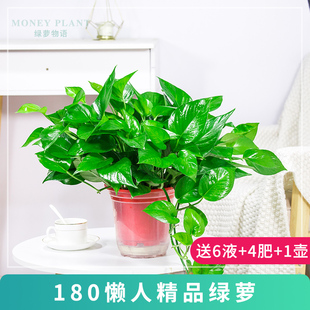 速发吊兰绿萝盆栽室内大花甲醛长藤垂吊植物除卉办公室绿植好养吸