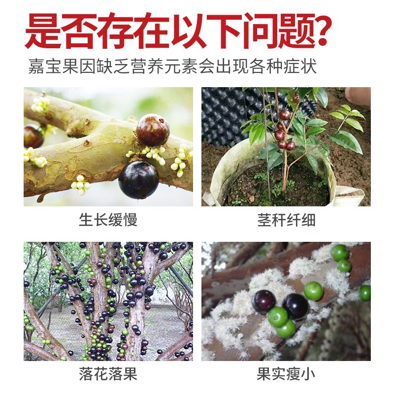 速发嘉宝果专用肥珍宝果增产增收树葡萄挂果嘉宝果树磷钾有机三号