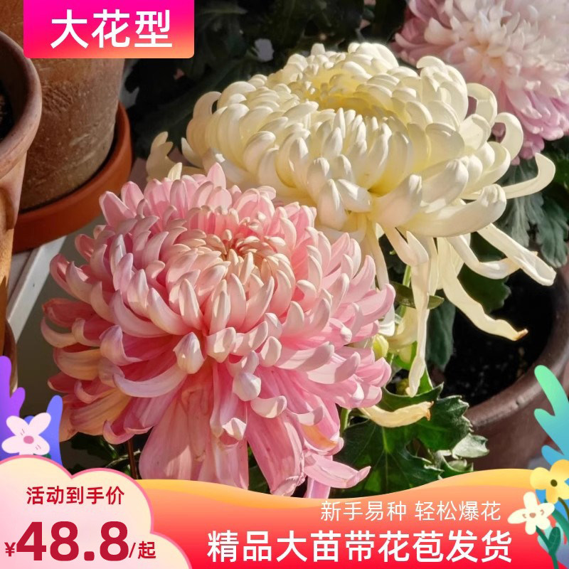 速发菊花苗栽带花苞乒寒易活可食用特大耐乓菊菊花盆大花四季开花