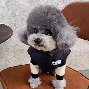 速发衣服迪冬装小黑猫马甲外套泰秋比熊色咪无袖马夹