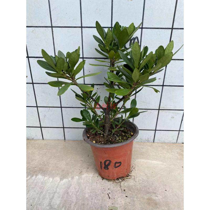 枝y盆景单瓣水横栀子花雀果圆珍珠栀子舌.潮州珠花结叶尾素材潮