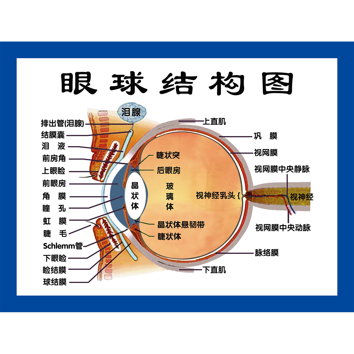 展板喷绘眼球结构图墙贴纸眼睛解剖图海报kt板眼睛结构图贴纸