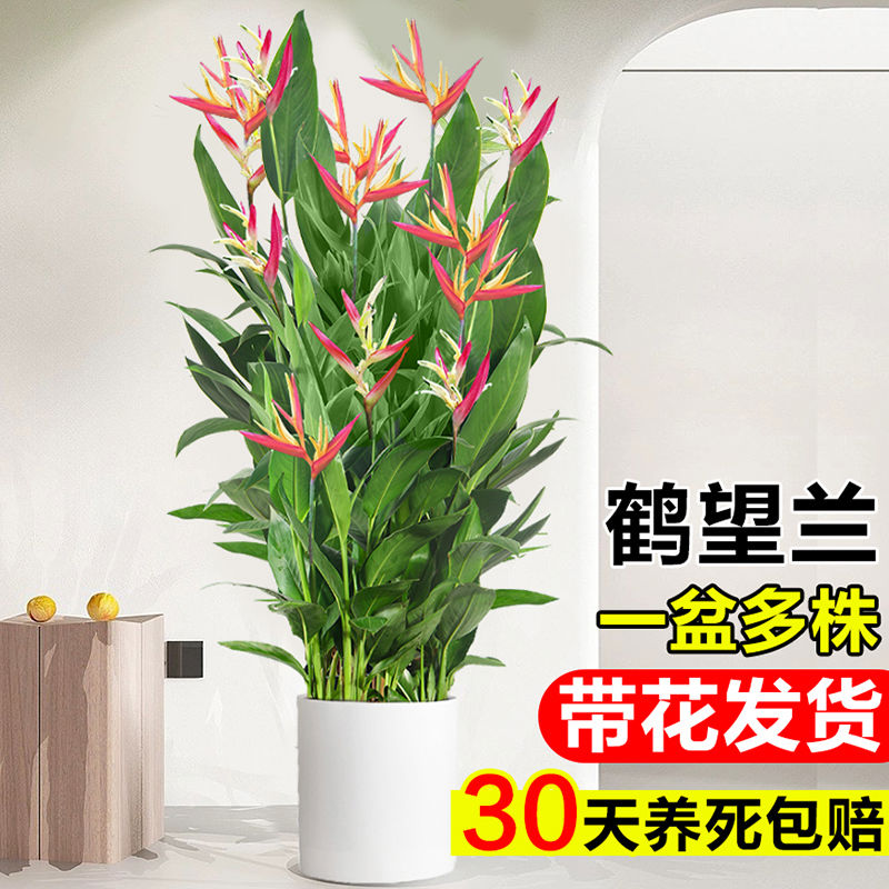 鹤望兰天堂鸟盆栽带花苞大叶老桩绿植客厅富贵鸟四季花卉吸甲醛苗