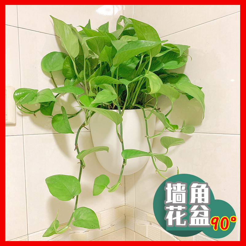 挂壁水培壁挂花盆 懒人绿萝墙壁塑料墙角落墙上挂墙 悬挂式挂花盆
