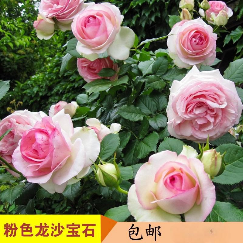 爬藤月季四季开花粉色龙沙宝石蔷薇花苗藤本月季大苗四季开花玫瑰