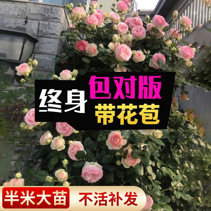 爬藤蔷薇花苗藤本月季大苗带花苞灌木玫瑰阳台盆栽庭院四季开花卉