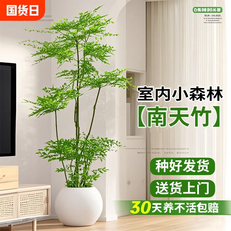 南天竹树苗真树盆栽客厅大型室内绿植造型办公室好养植物吸甲醛