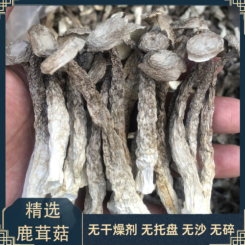【冬日火锅】古田高山鹿茸菇干