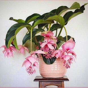 速发 苗花莲灯花  美丁宝 盆栽带花苞发货超大一颗珍珠宝莲灯