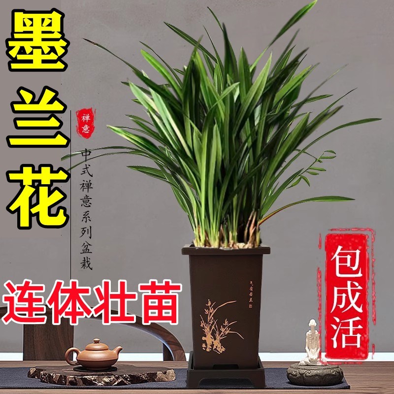 速发物兰兰花苗精品大兰卉盆栽室内浓香绿植墨金边企黑贺岁花四季