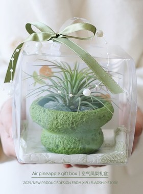 速发三八妇节礼物空气凤梨植物绿植室内盆栽办公桌面客厅懒人花卉
