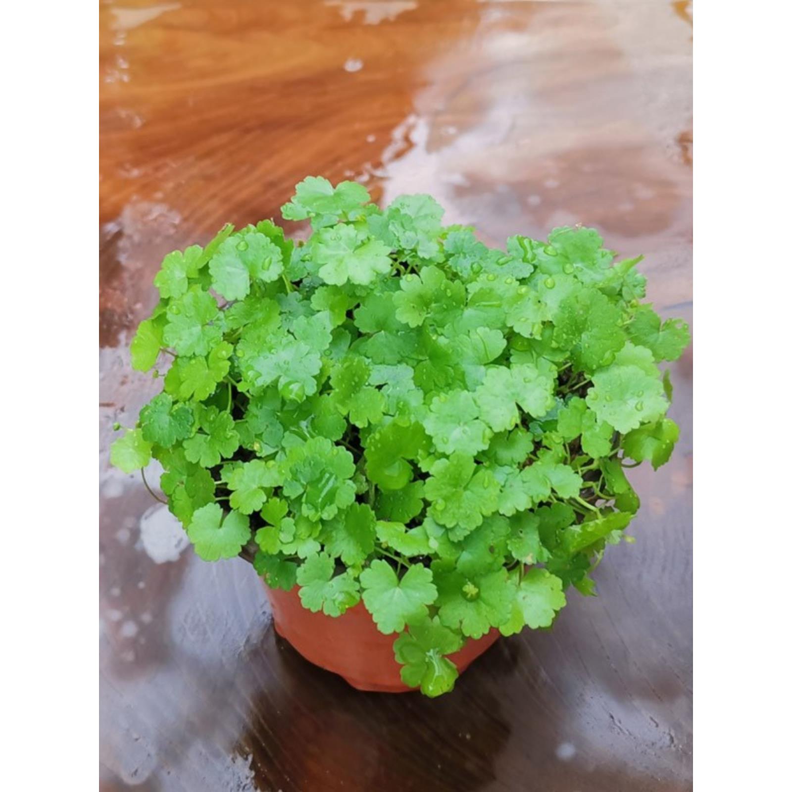 民间草药全草入又名中仙秀草药铜djp钱鲜植株破发货野菜