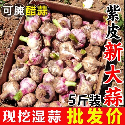 正宗河南中牟现挖紫皮鲜蒜5斤