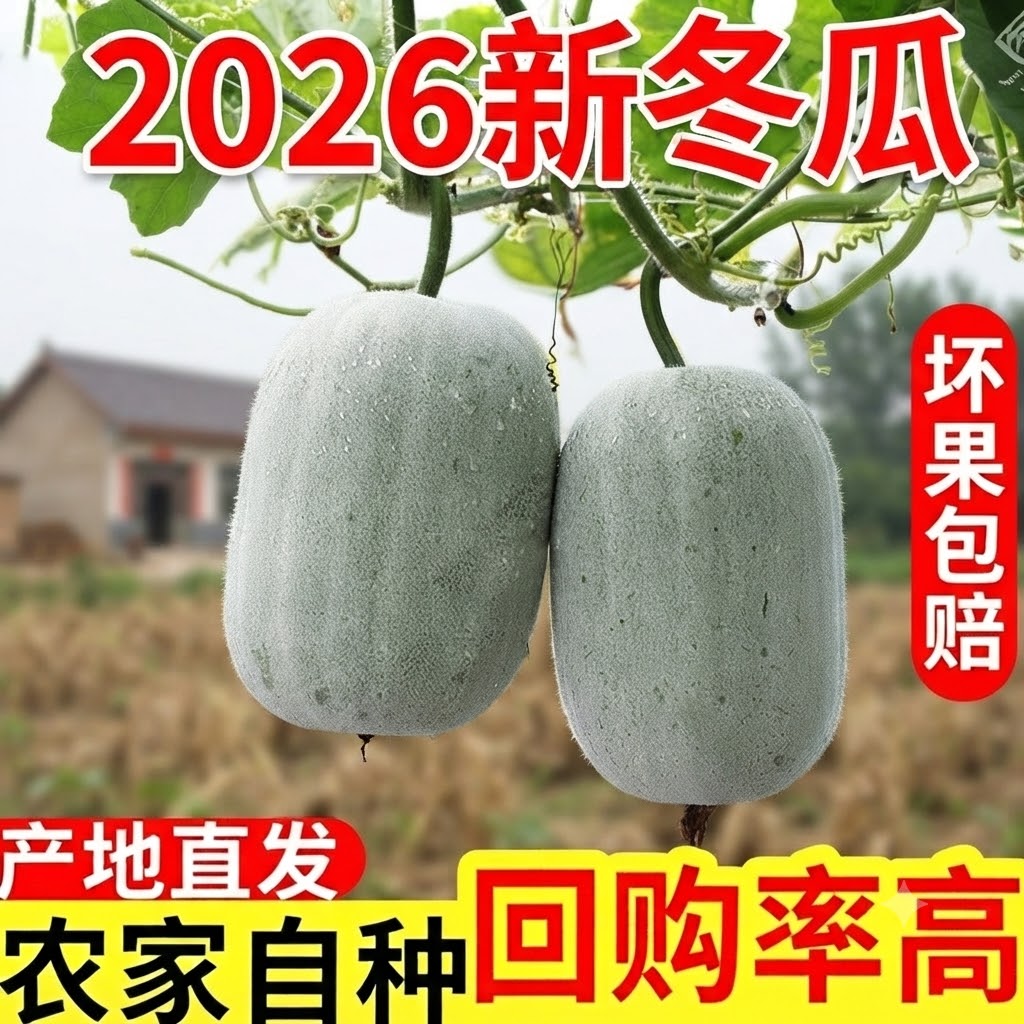 河南新鲜小冬瓜产地直发