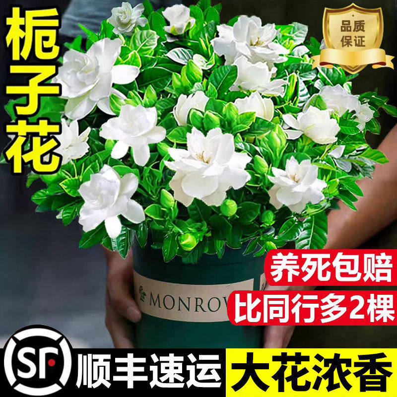 栀子花盆栽花卉植物室内绿萝箩阳台水培绿植茉莉花四季好养九里香
