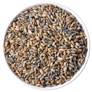 新货青海蓝青稞米官方旗舰店五谷杂粮去皮大麦粒糙米煮粥煲汤米饭