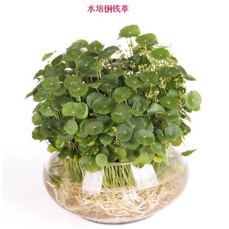 铜钱草钱多多(香菇草)简单好养 很茂盛一大盆 水培植物