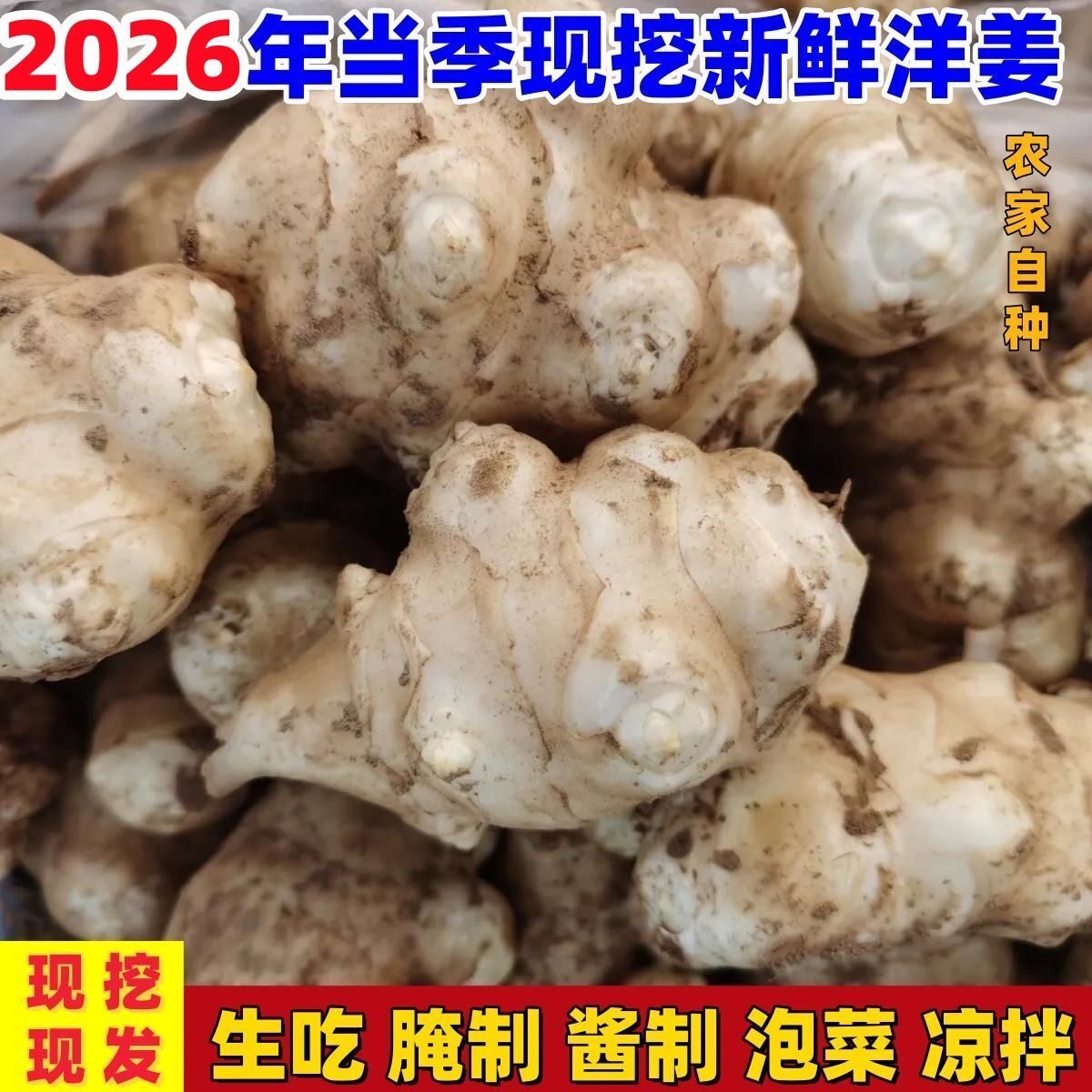 洋姜新鲜现挖野生菊芋杨阳生姜鬼子姜地芋头食用腌制下饭洋姜不辣
