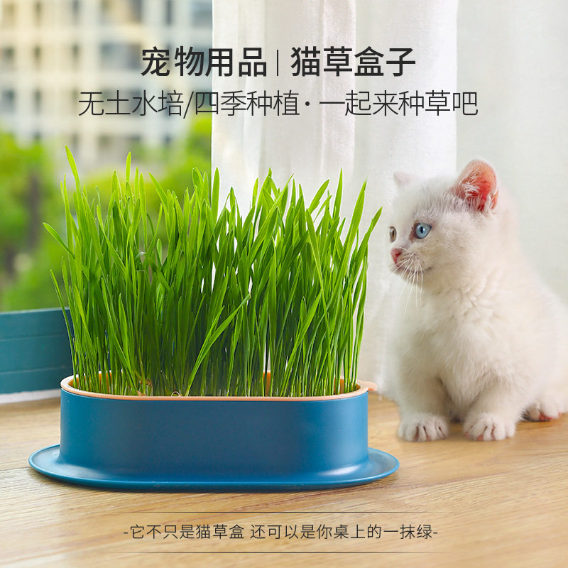 猫草种子套装懒人水培种植猫零食
