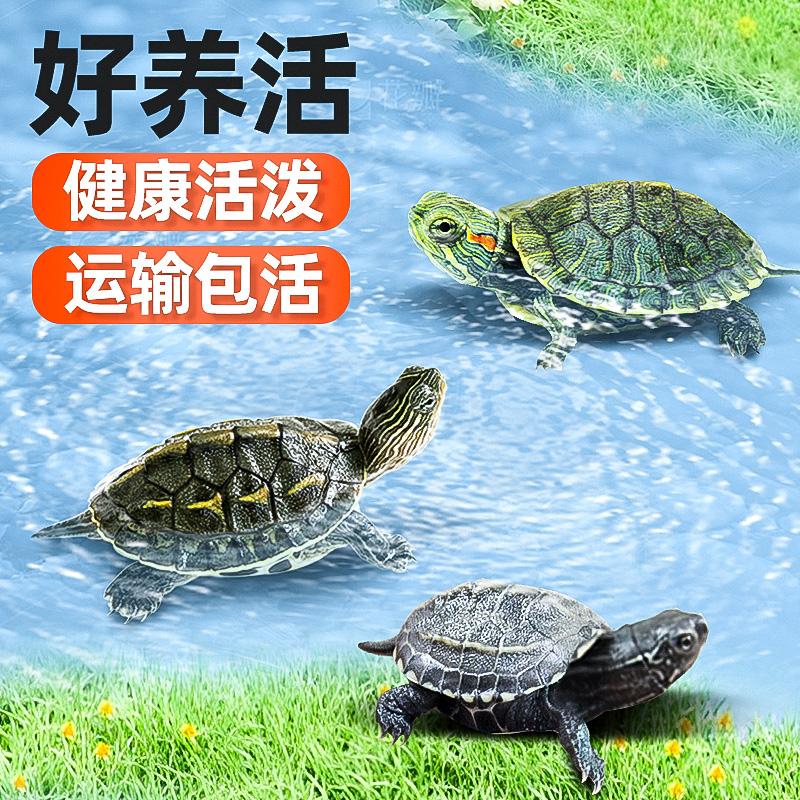 乌龟巴西龟中华草龟珍珠龟包活