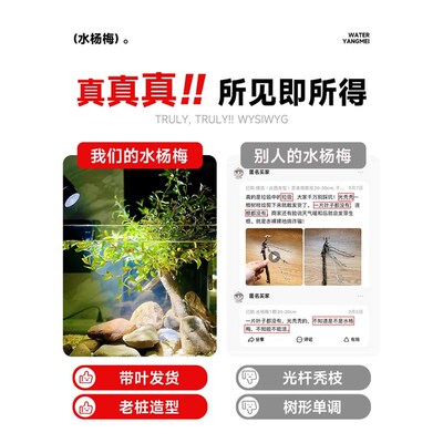 速发水杨梅鱼缸造景水杉挺水植物水培原生缸溪流缸飘枝老桩矮绿植