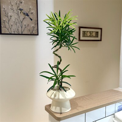 老桩造型罗汉松盆栽盆景室内客厅办公室桌面观叶趣味Y花卉绿植好