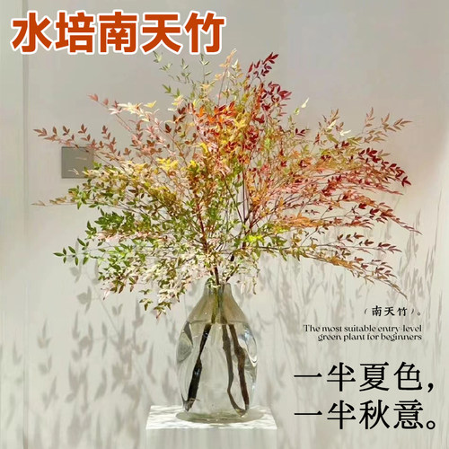 水培南天竹水培鲜切枝真绿植物花瓶盆栽鲜花N束马醉木吊钟室内阳