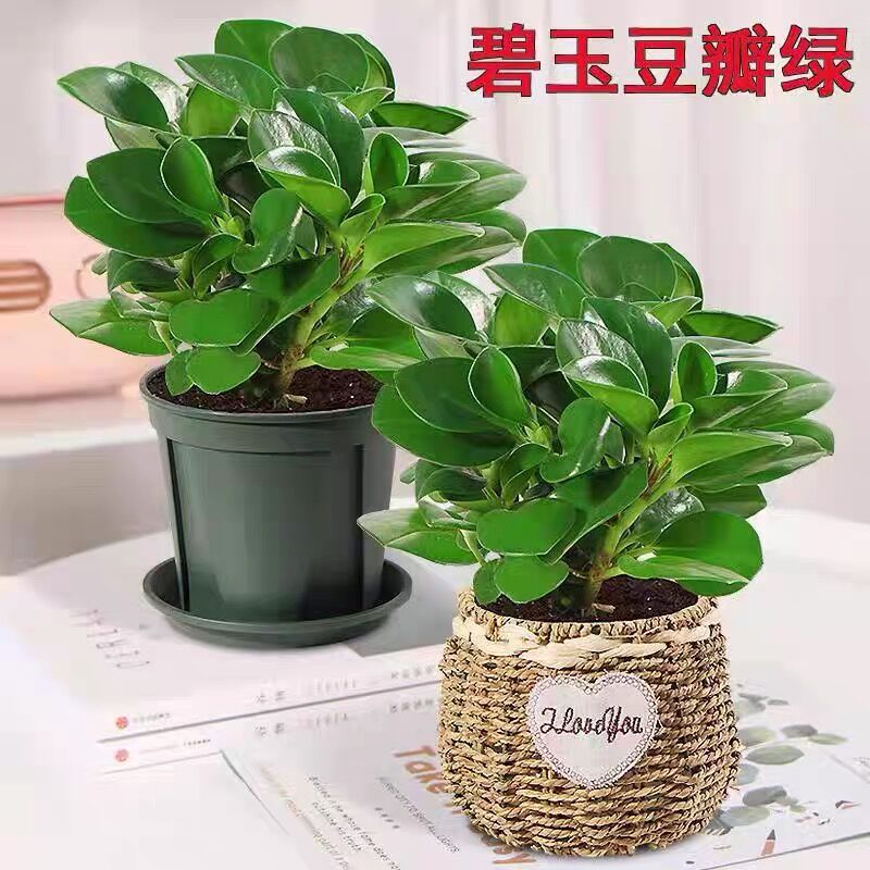 速发水培植物豆化绿青叶碧玉翡翠椒草瓣公室绿植 盆栽净办空气吸
