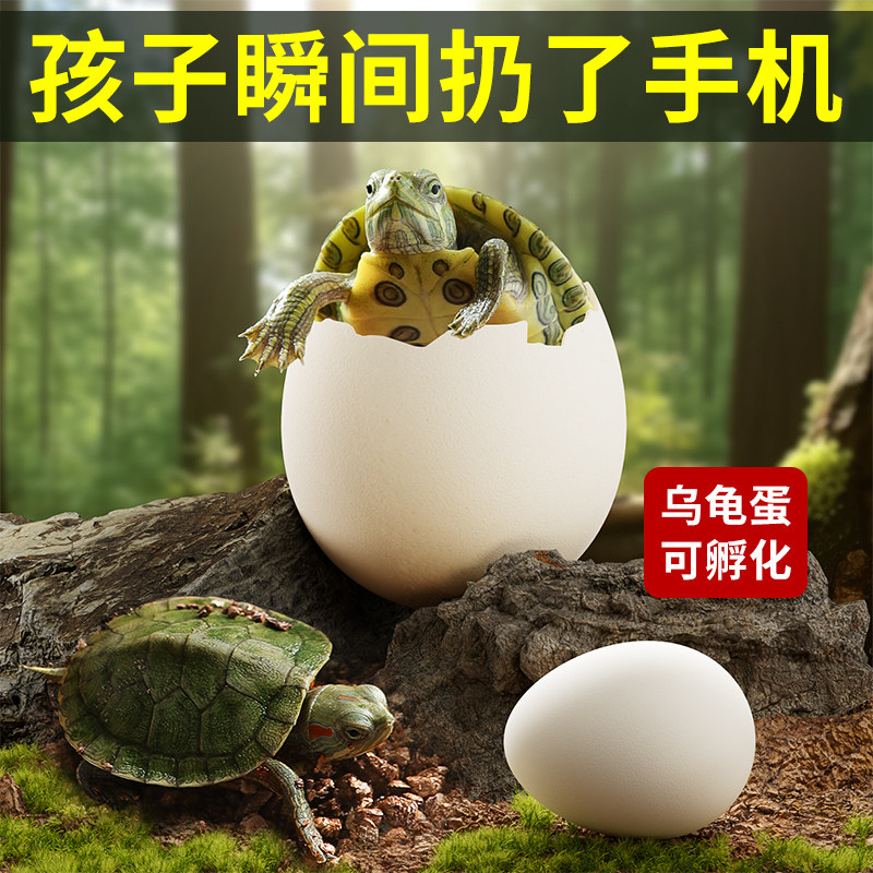 现货速发乌龟蛋可孵化套装显微镜科学小实验儿童玩具男孩小学生幼