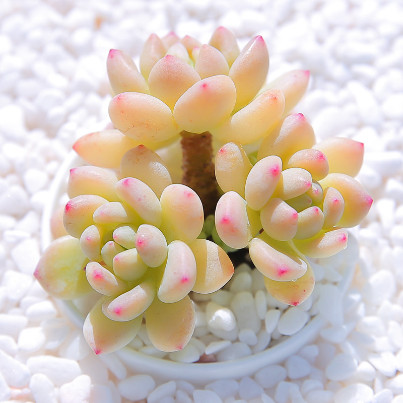 速发凝脂莲 多肉植组合盆栽物室内盆栽室辐射植们萌肉肉拼盘植物