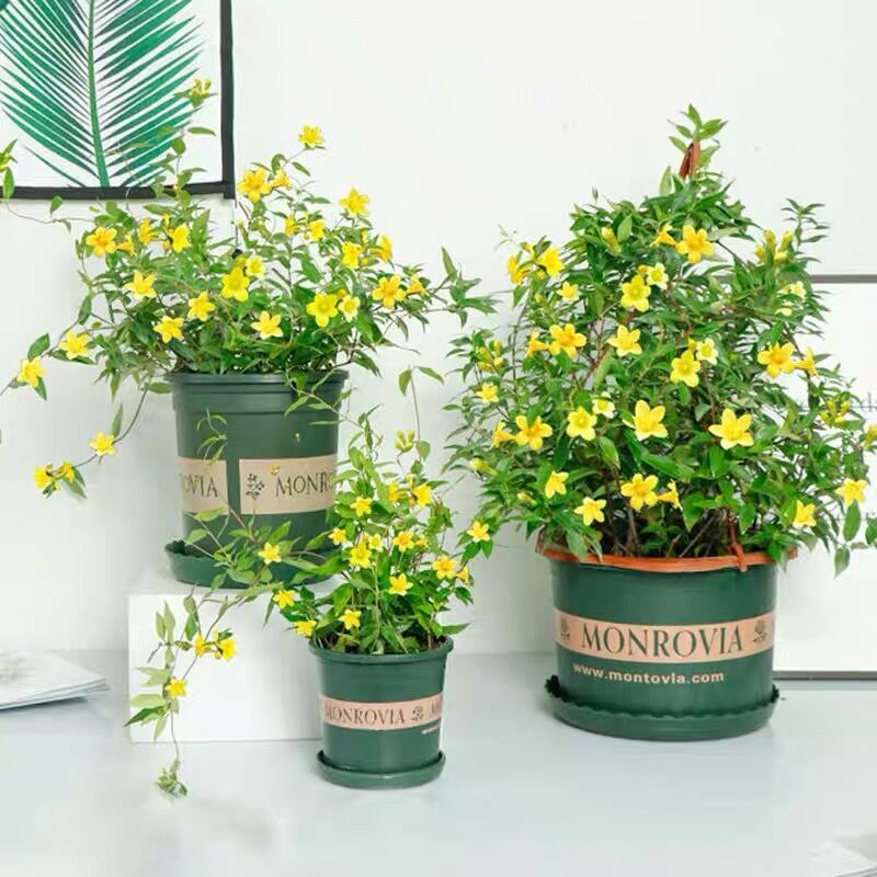 速发茉莉浓苗盆栽芳香花卉庭院垂攀吊爬植物爬藤茉莉耐寒花香