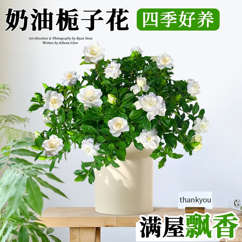 速发栀子季盆栽大苗开棒糖带花苞四花棒花客厅桌面花卉适合懒人养