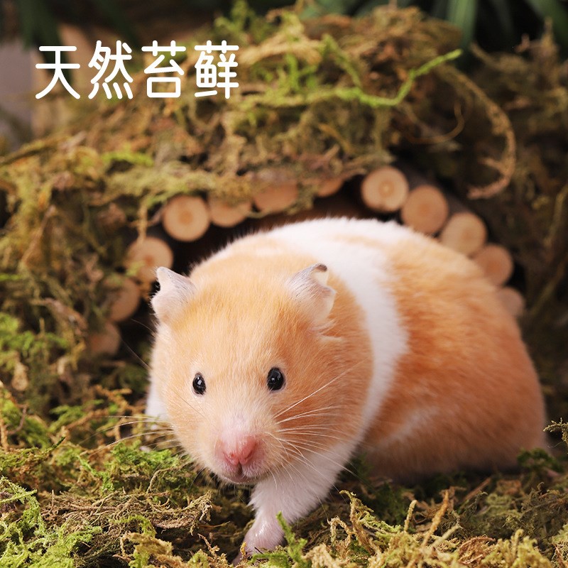 速发丁草垫料仓鼠芦花鸡除品装饰用臭金丝熊饲养箱笼子造景干苔藓