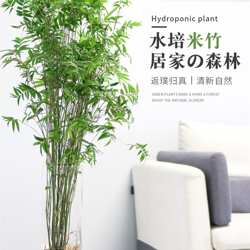 速发水培植室米竹物内盆栽富贵竹南天竹桌面绿好带根水生竹子花卉